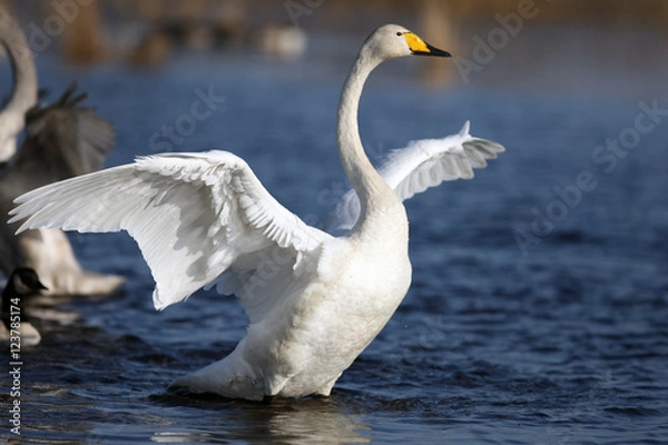 Obraz The Whooper Swan (Cygnus Cygnus) z rozprzestrzenianiem się skrzydeł