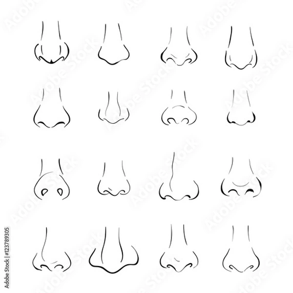 Fototapeta different types of nose