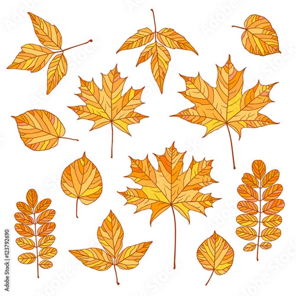 Fototapeta Set of vector autumn leaves. Maple, linden, acacia, acer