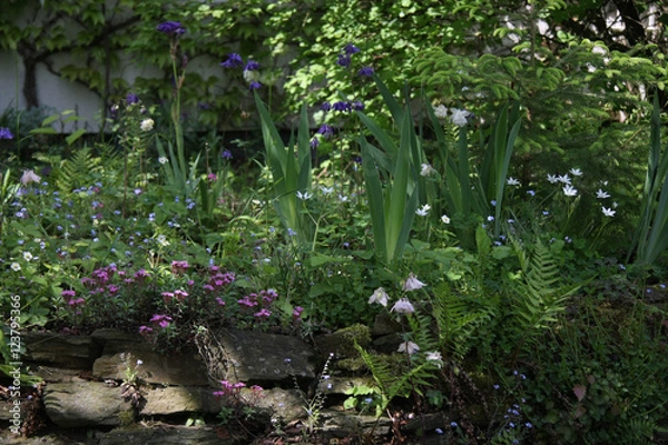 Obraz Trockenmauer mit Frühlingsblumen