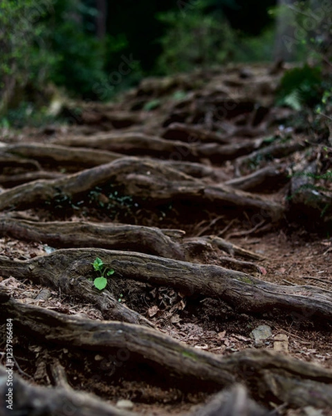 Obraz Selective focus on a small bright green plant growing in the middle of a forested hiking path covered in tree roots