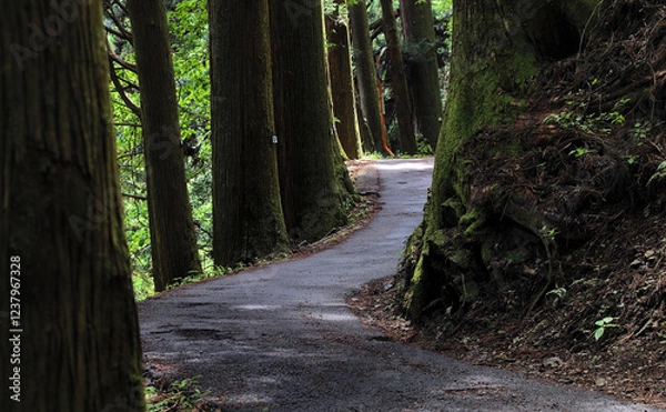 Obraz First person view of a narrow road winding along a heavily forested mountainside on a sunny day in early summer