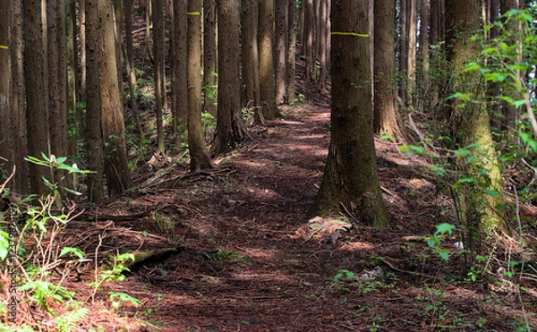 Obraz First person view of an empty hiking trail in a forest on a sunny day in early summer