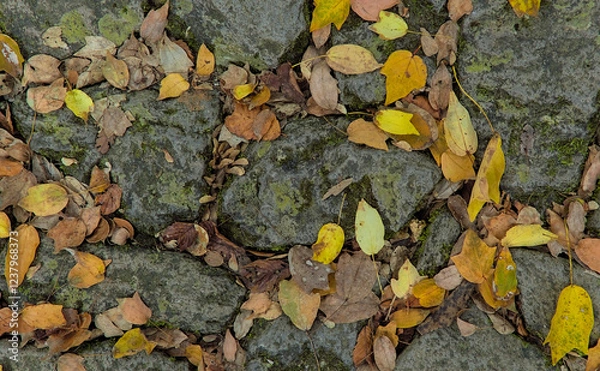 Obraz Top-down view of fallen yellow and brown leaves over rocks partially coated with lichen and moss
