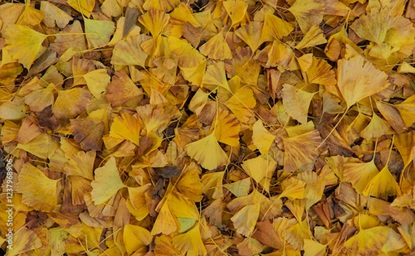 Obraz Top-down view of a thick carpet of fallen bright yellow ginkgo leaves