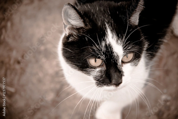 Obraz Schwarzweiße Hauskatze