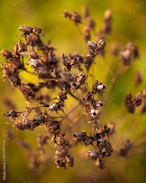 Obraz Vertrocknete Blüte
