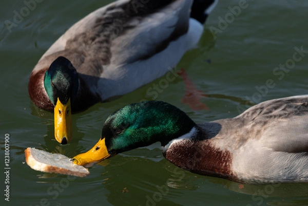 Obraz Two ducks in lake eating slice of bread