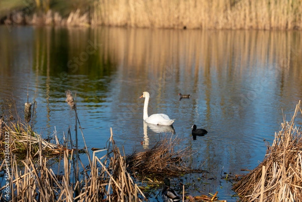 Fototapeta Parc de la roselière à Reims