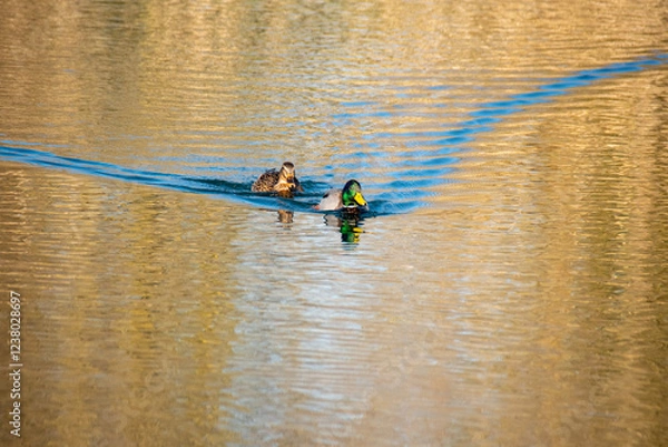 Fototapeta canard colvert