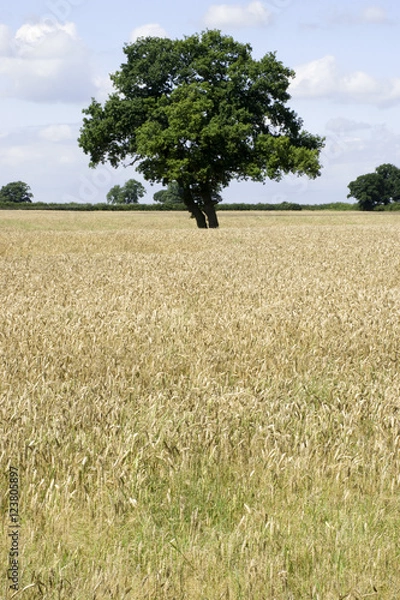 Fototapeta wheat field