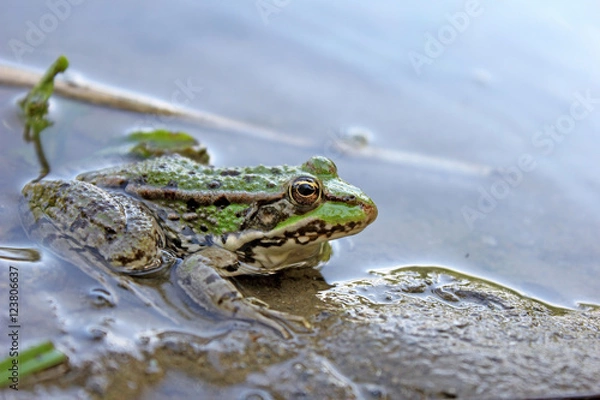 Obraz Frog close up - in the water