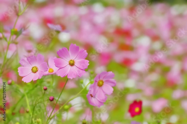 Fototapeta ピンク色と赤色のコスモスの花