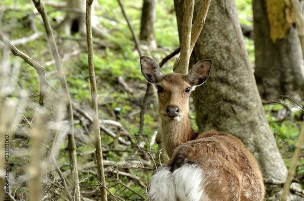 Fototapeta 天城山周辺の鹿