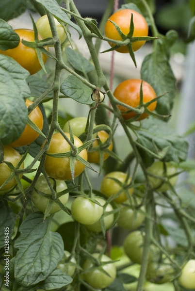 Obraz Tomato