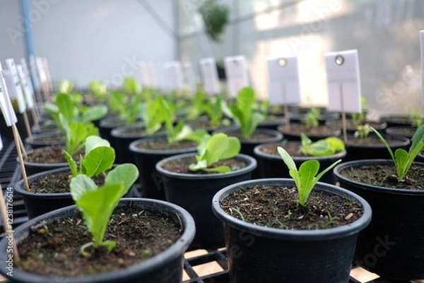 Obraz Closed up little vegetable in black basket. Agricultural experiement in plant House. Growing Up Salad for those who planted byself. Blured green leaf tree in solid soils.