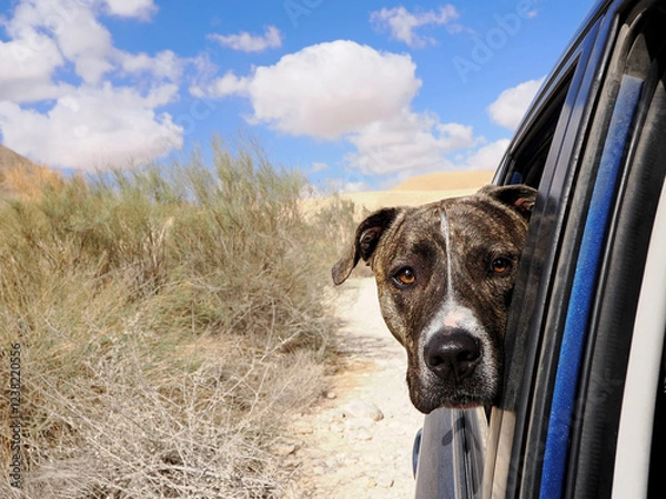 Obraz Dog's head in a car window.