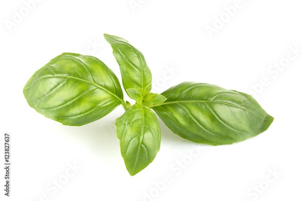 Fototapeta Fresh green leaf basil
