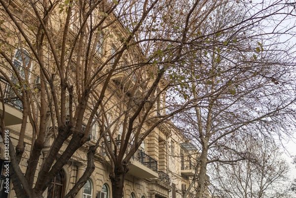 Fototapeta leafless tree near a building