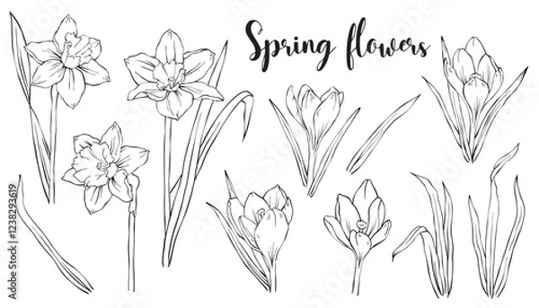 Fototapeta Collection of sketches of blooming spring floral plants. Hand drawn Easter Daffodils and Crocuses flowers and leaves in line art style. Vector botanical illustration on white background.