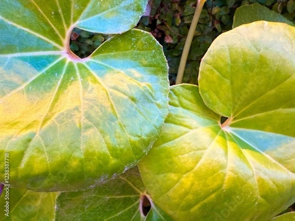 Obraz 植物のある暮らし