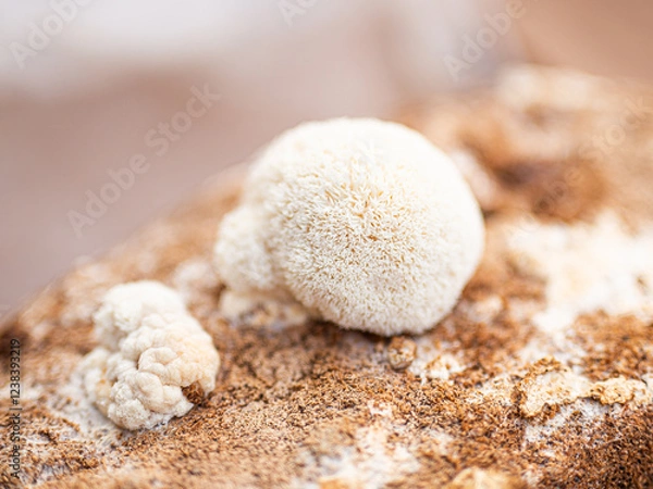 Obraz soplówka jeżowata