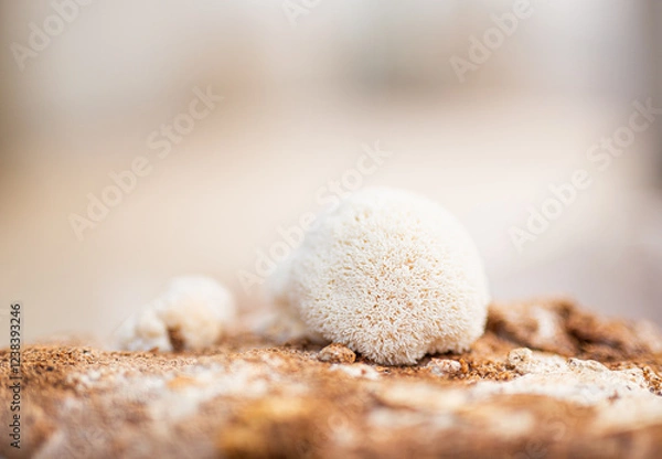 Obraz soplówka jeżowata