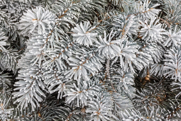 Obraz Snow-covered spruce branches, New Year's tale, New Year's background