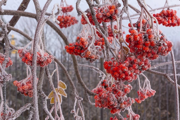 Obraz A branch of red rowan with berries is covered with frost on a winter morning