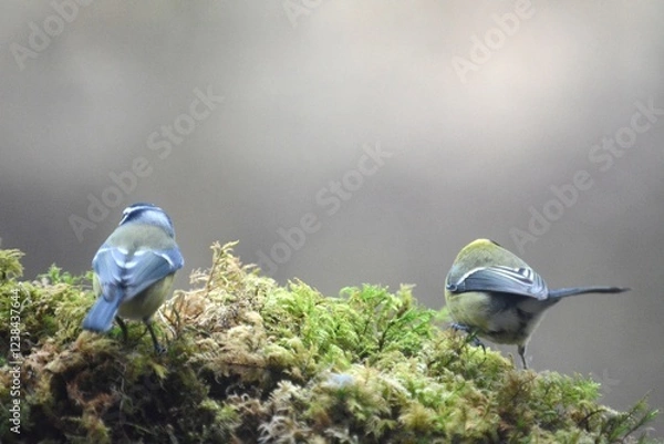 Obraz cinciarella  cinciallegra