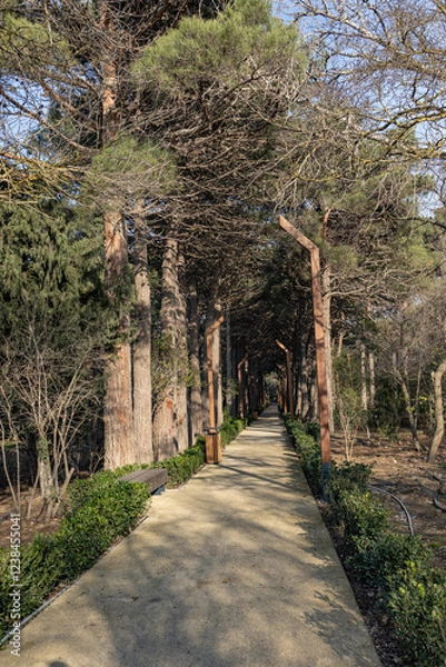 Fototapeta An alley in the park 