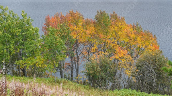 Fototapeta Fall coloured trees
