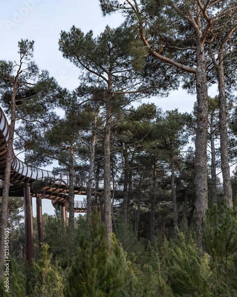 Obraz Trees in the park outdoor