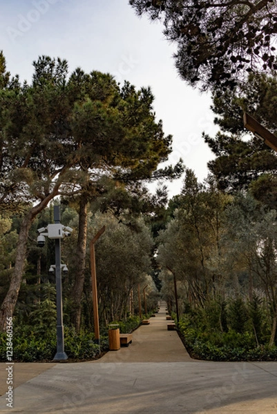 Fototapeta An alley in the park 