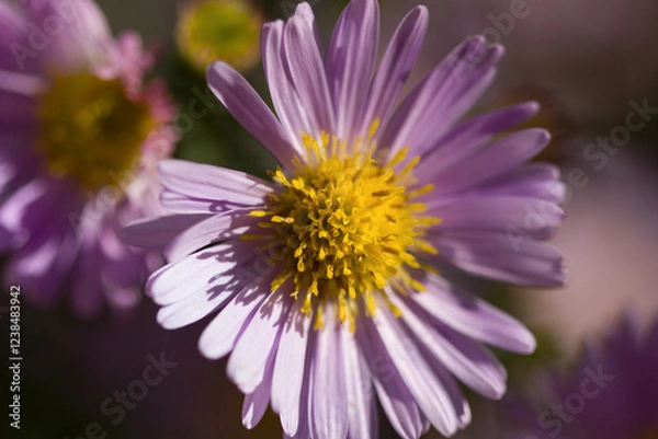 Obraz pink aster
