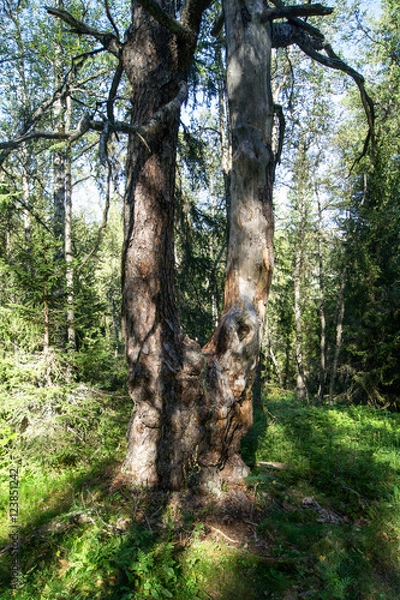 Fototapeta Twin tree