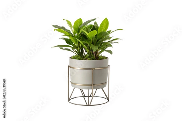 Fototapeta A vibrant plant with long, glossy leaves grows in a stylish light gray planter, accentuated by a geometric gold stand, adding elegance to its presentation, isolated on a transparent background