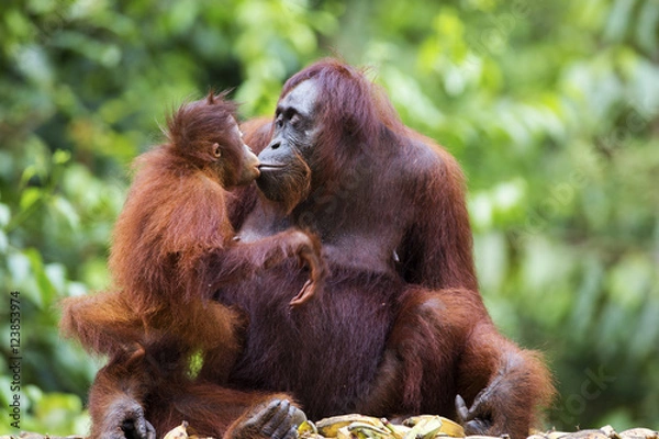 Fototapeta Matka i dziecko orangutan w ich rodzimym środowisku. Las deszczowy Borneo.