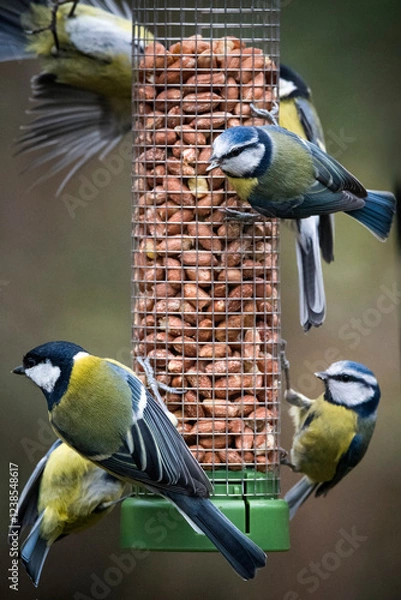Obraz Tit fest around bird feeder packed with nuts
