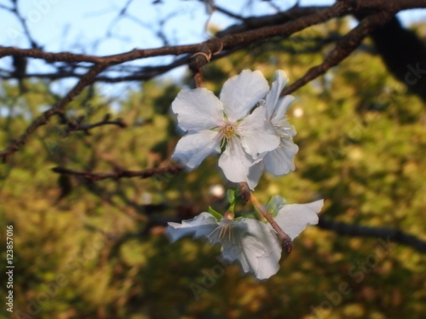 Obraz 珍しい冬に咲く桜（フユザクラ）/英名が無く、秋から冬に咲く桜は珍しい。ジュウガツサクラと違い、一重咲きで見られるところは限られる。