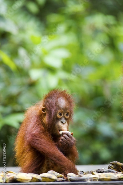 Fototapeta A baby orang-utan eating a banana in its native habitat. Rainforest of Borneo.