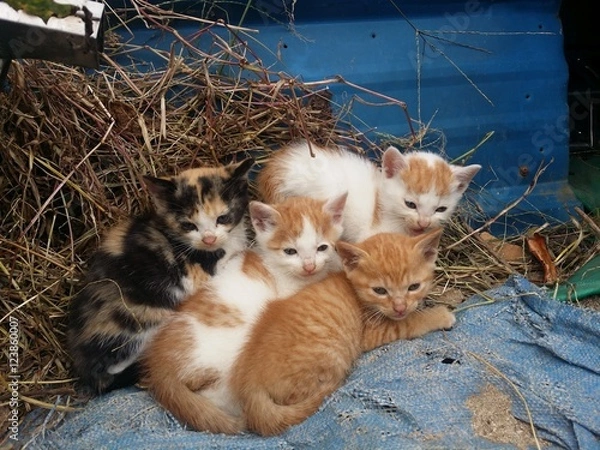 Obraz 아기고양이 4마리