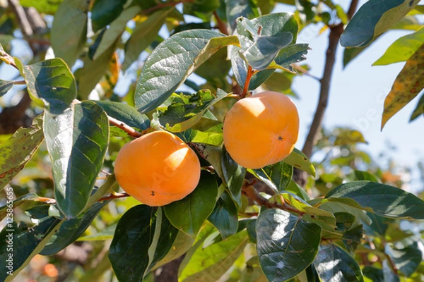 Fototapeta 柿の木