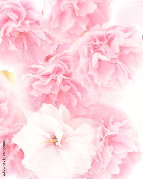 Obraz 花の背景素材　八重咲の桜