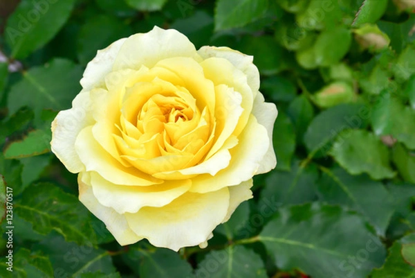 Obraz Yellow rose
