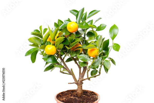 Obraz A potted citrus tree with vibrant fruits, a cozy cafe patio with wicker chairs, a spacious hardware store aisle, and colorful potted flowers, celebrating nature and design.