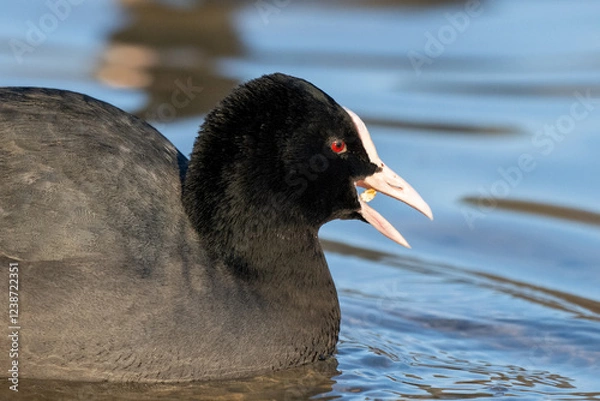 Obraz Coot on a lake