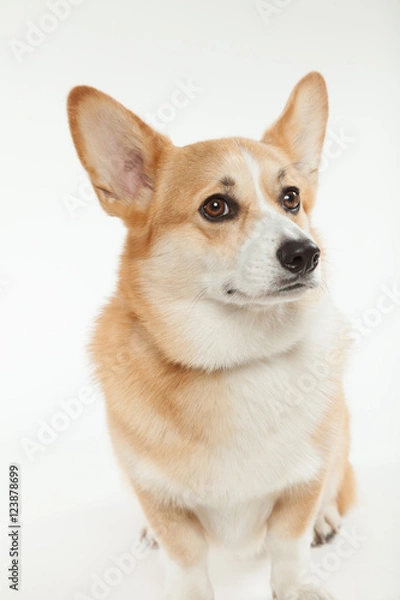 Fototapeta ウェルシュコーギー