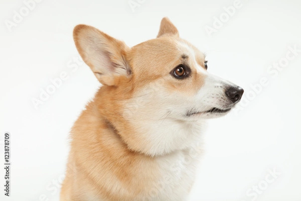 Fototapeta ウェルシュコーギー