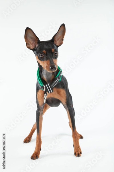 Fototapeta ミニチュアピンシャー